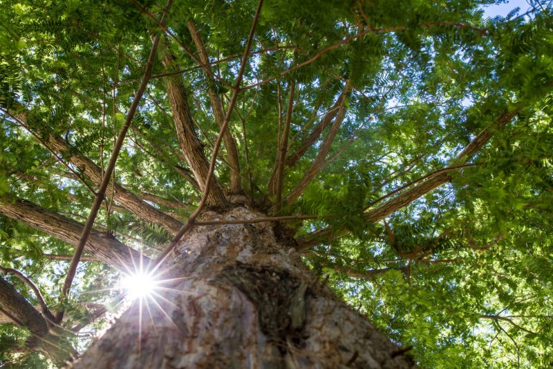 Big Tree