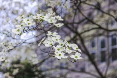 White flowers bloom on a tree in front of a gray hokie stone building 